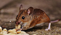 24 Hour & Emergency Exterminators in Eight Mile House, CA
